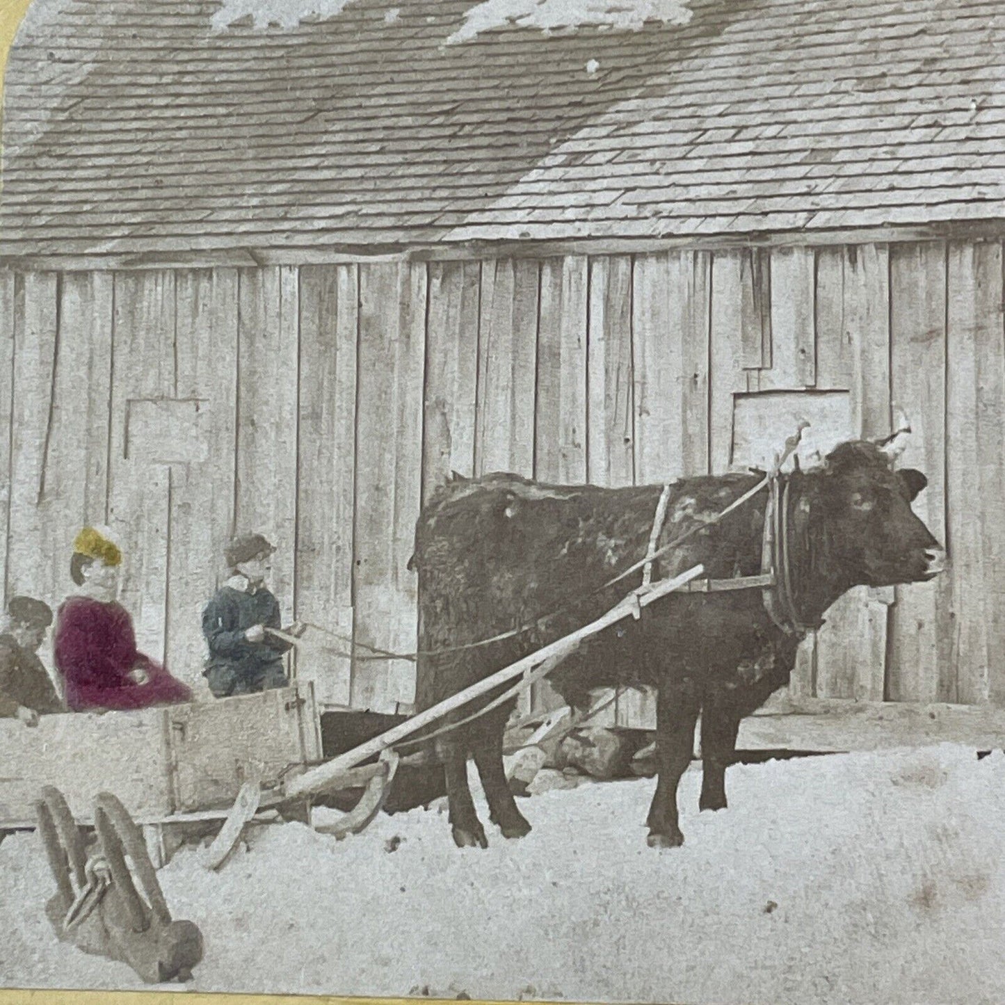 Christmas Sleigh Ride By A Bull Cow Stereoview Cattle Rides Antique c1870 X2408