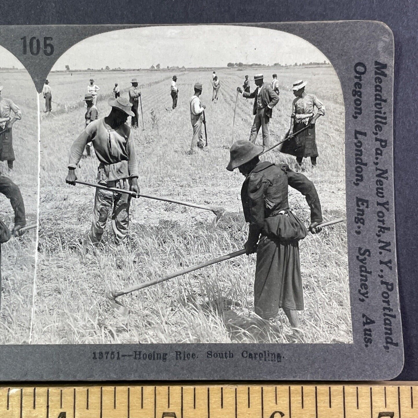 African American Farmers In A Carolina Rice Field Stereoview Antique c1916 X2710