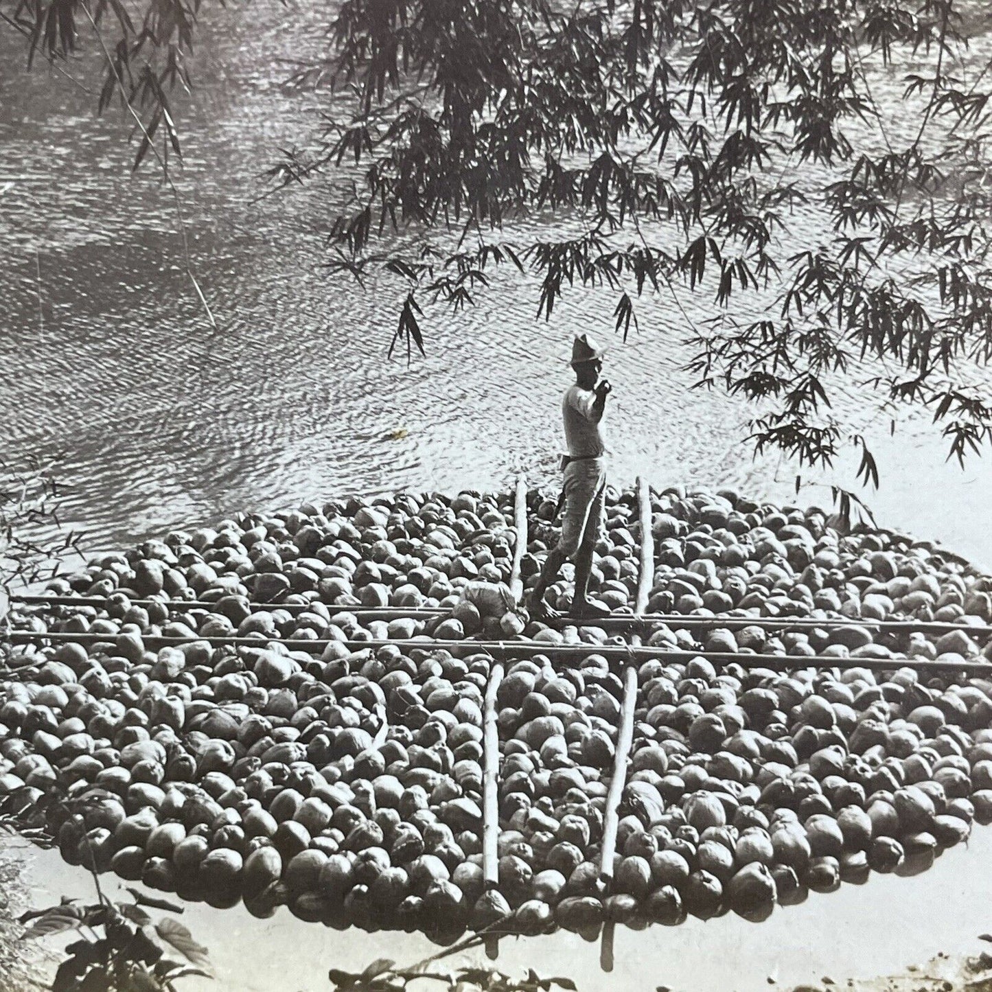 Antique 1906 A Raft Boat Made Of Coconuts Stereoview Photo Card P2220