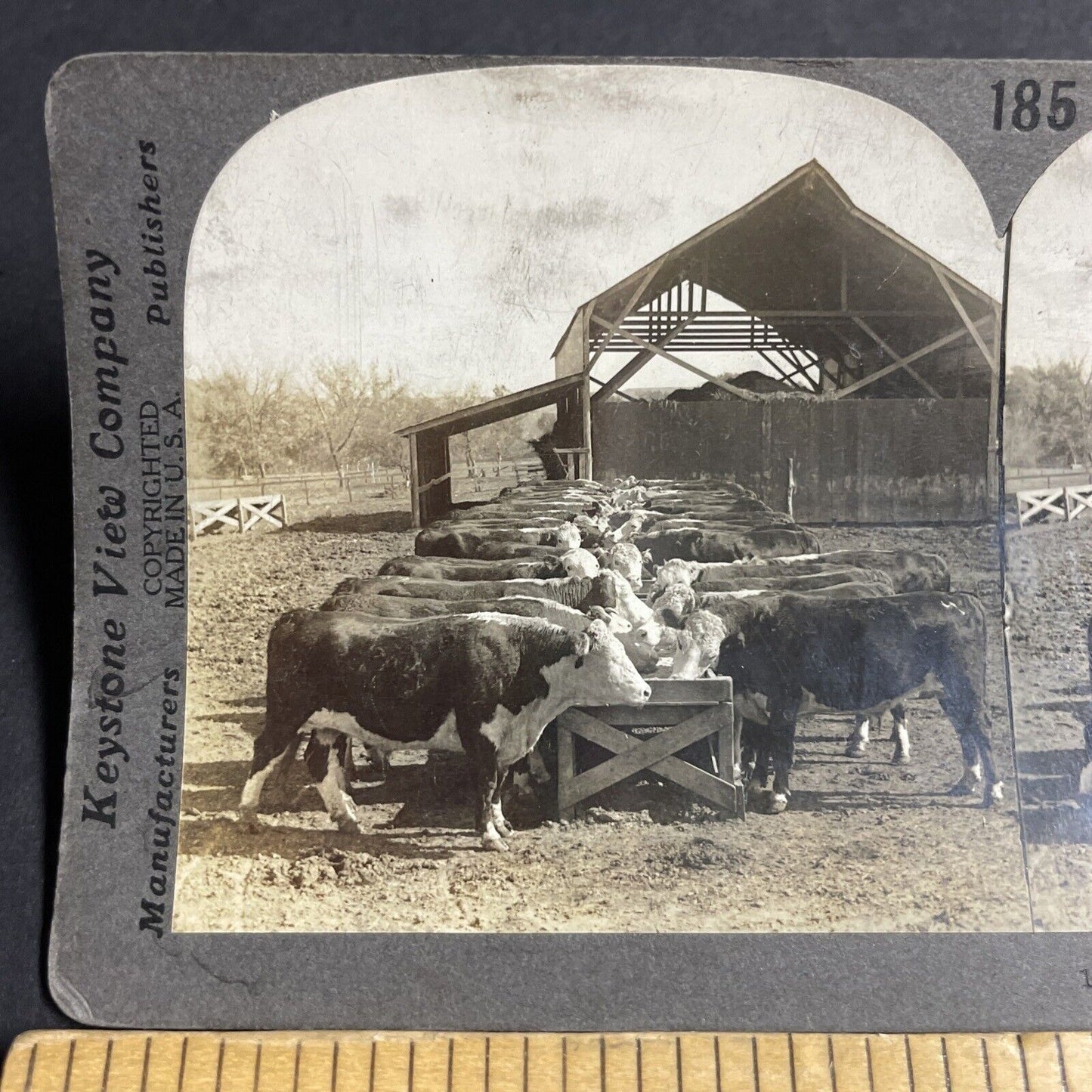 Antique 1910s Hereford Cows Cattle Manhattan Kansas Stereoview Photo Card P3658