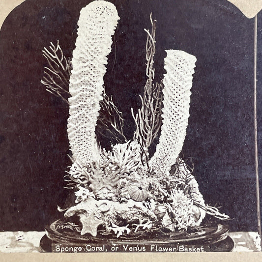 Antique 1880s Coral Reef In A Flower Display Stereoview Photo Card P4632