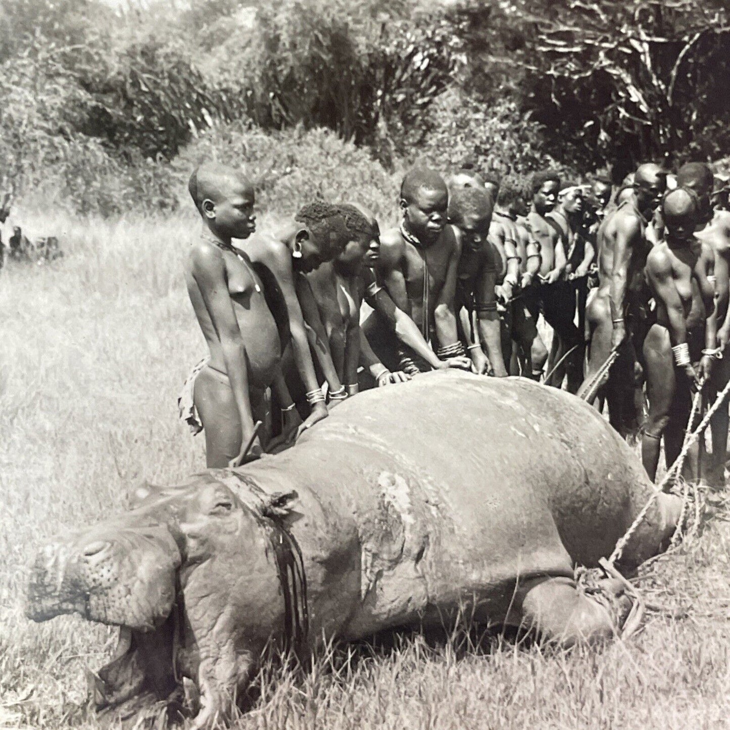 Antique 1906 Native Tribe Kill A Hippo In Kenya Stereoview Photo Card P2312