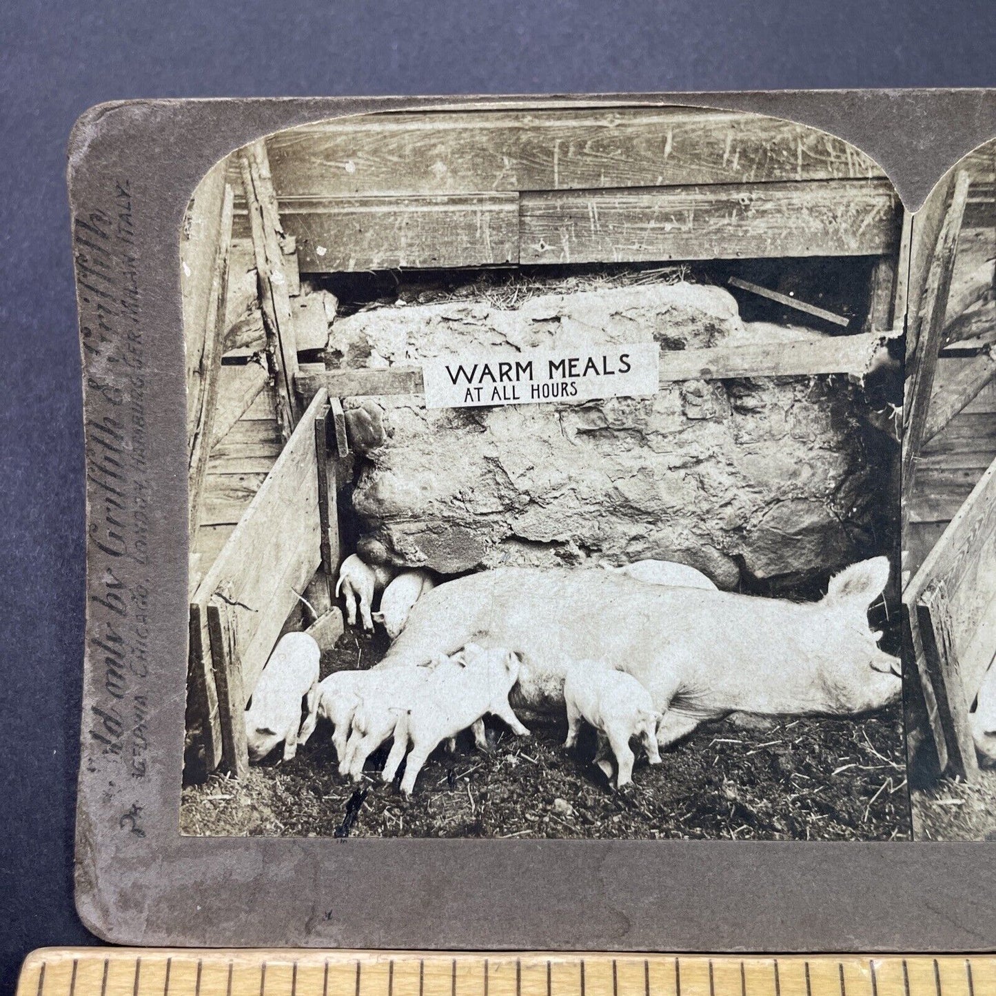 Antique 1902 Exhausted Sow Pig Feeds Her Piglets Stereoview Photo Card P3123