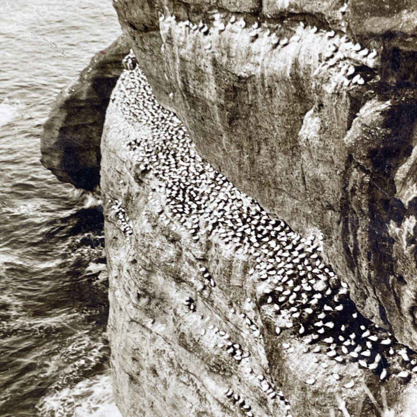 Gannet Birds in Perce Quebec Canada Stereoview Antique c1901 Y2573