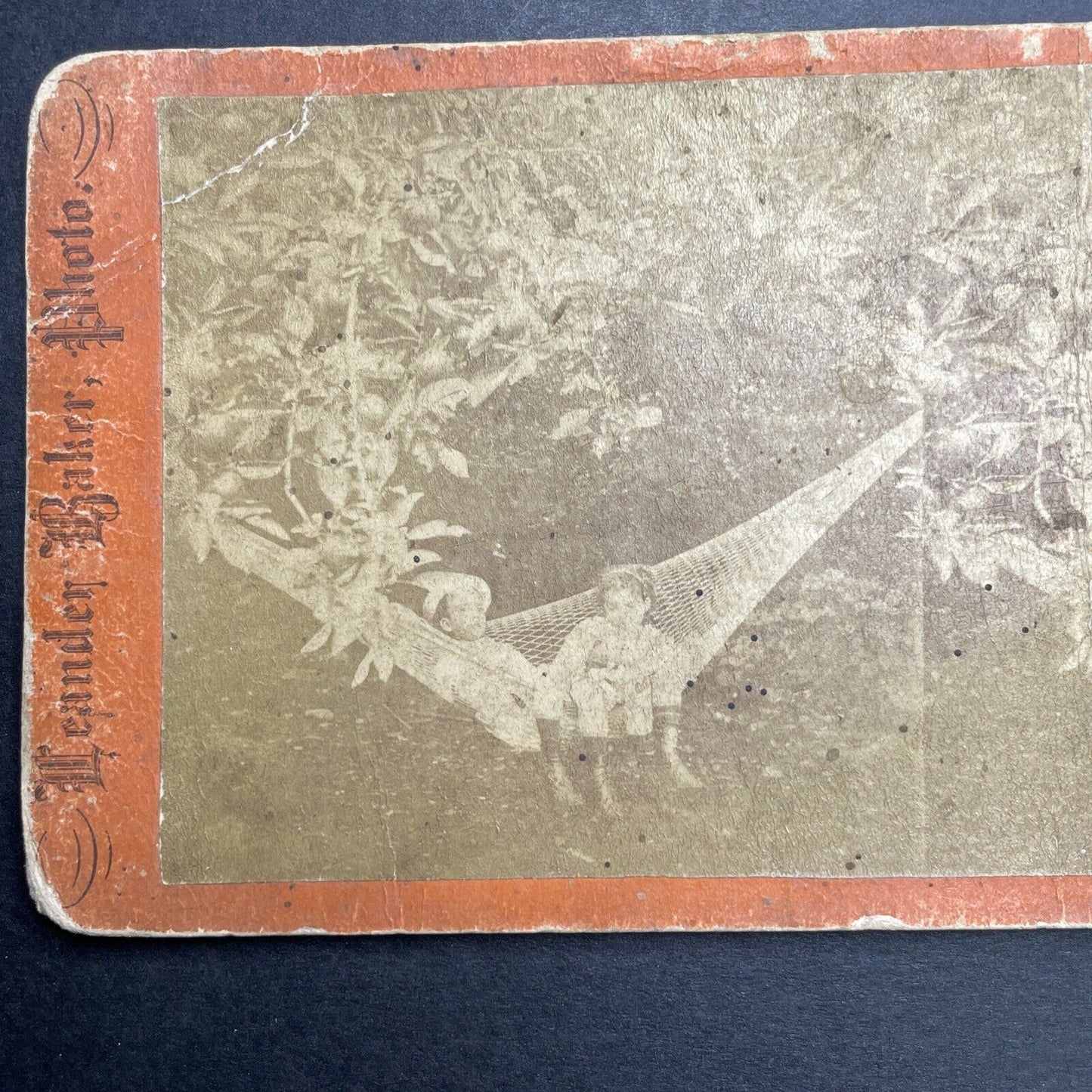 Antique 1860s Children In An Orange Tree Florida Stereoview Photo Card P1191