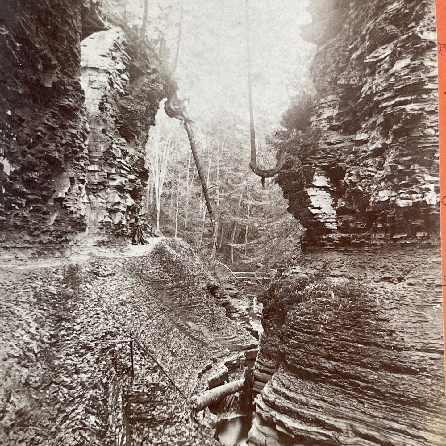 Cedar Tree Watkins Glen New York Stereoview George F. Gates Antique c1865 Y1751