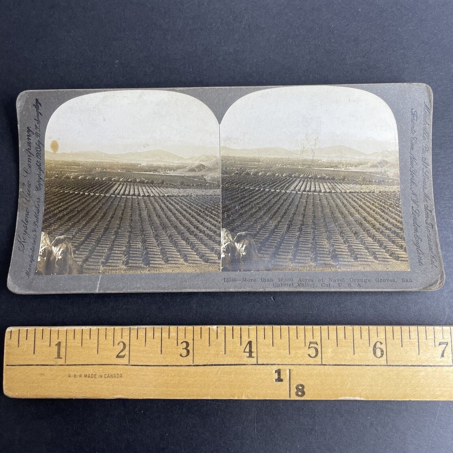Antique 1903 Orange Tree Farm San Gabriel CA Stereoview Photo Card P1026