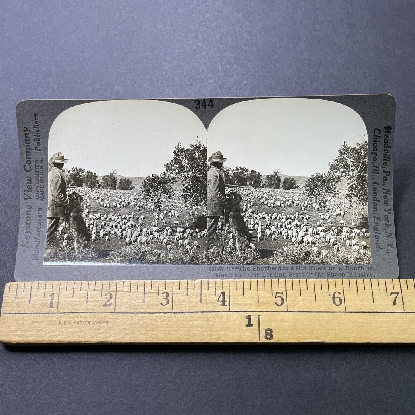 Antique 1910s Sheep Rancher In Montana With Herd Stereoview Photo Card P3185