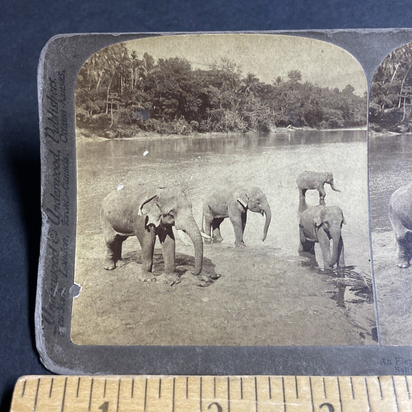 Antique 1902 Elephants In River In Central India Stereoview Photo Card P4361