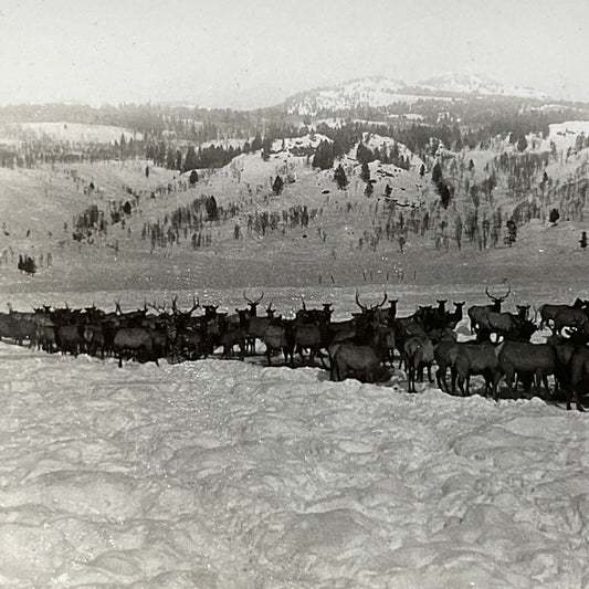 Antique 1910s Herd Of Elk In Deep Snow Wyoming Stereoview Photo Card V2657