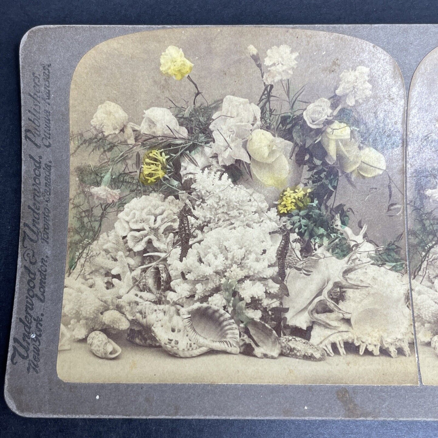 Antique 1896 Sea Coral And Seahorse Centerpiece Stereoview Photo Card P1038