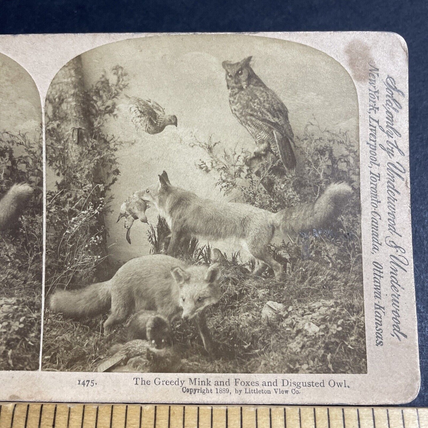 Antique 1889 Two Swift Foxes Stuffed At Fox Exhibit Stereoview Photo Card P4638