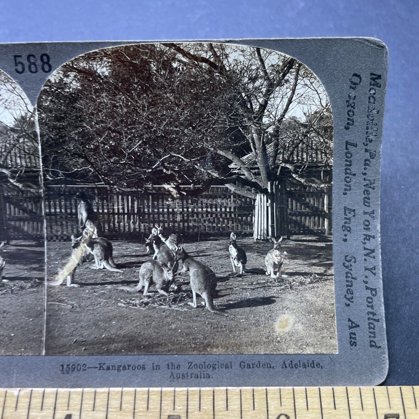 Antique 1920s Kangaroos In Adelaide Australia Stereoview Photo Card P2499