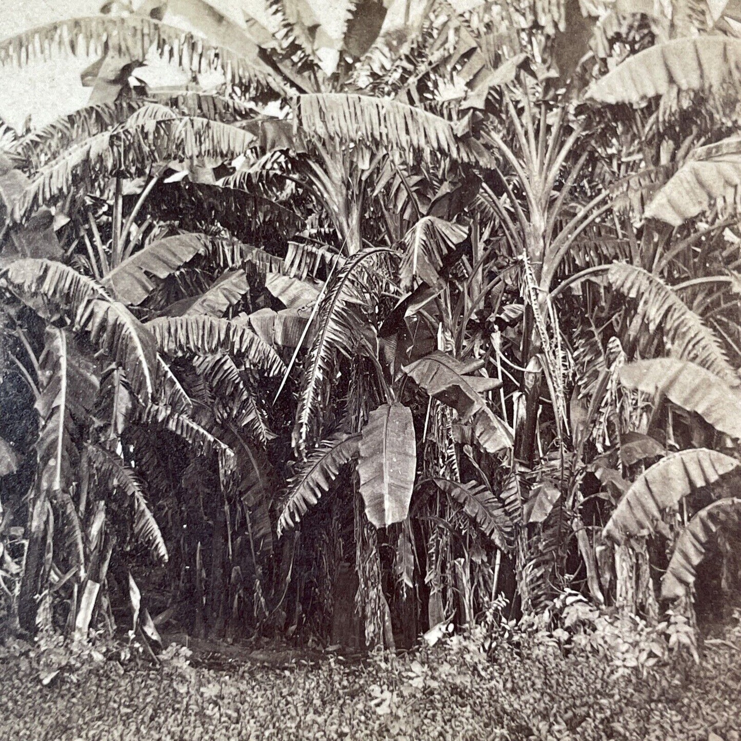 Banana Trees St. Augustine Florida Stereoview Antique c1885 J.I. Mackey Y092