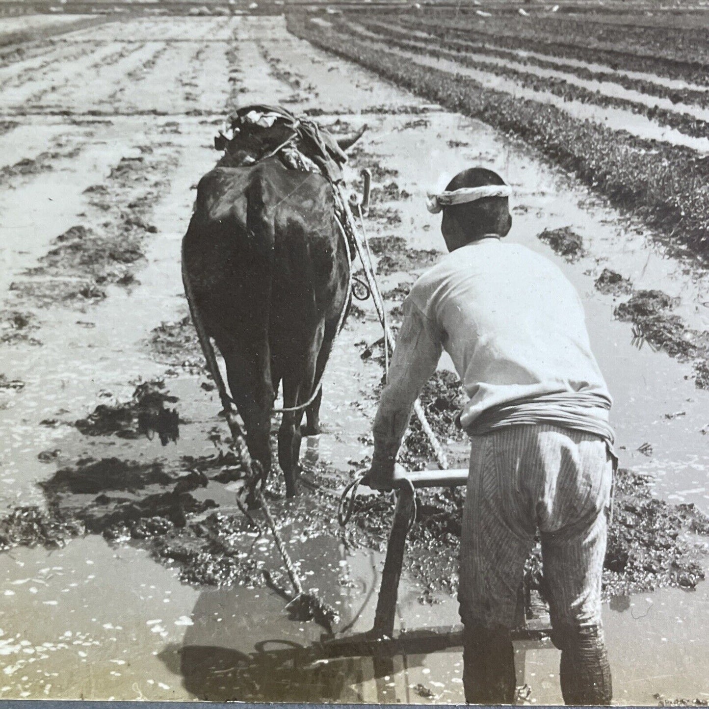 Antique 1904 Hand Plowing Rice Fields In Japan Stereoview Photo Card P2181