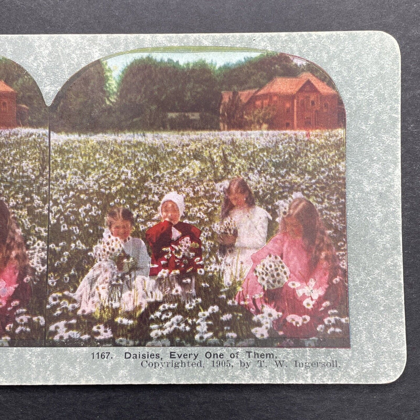 Antique 1905 Children Picking Daisies In A Field Stereoview Photo Card P1255