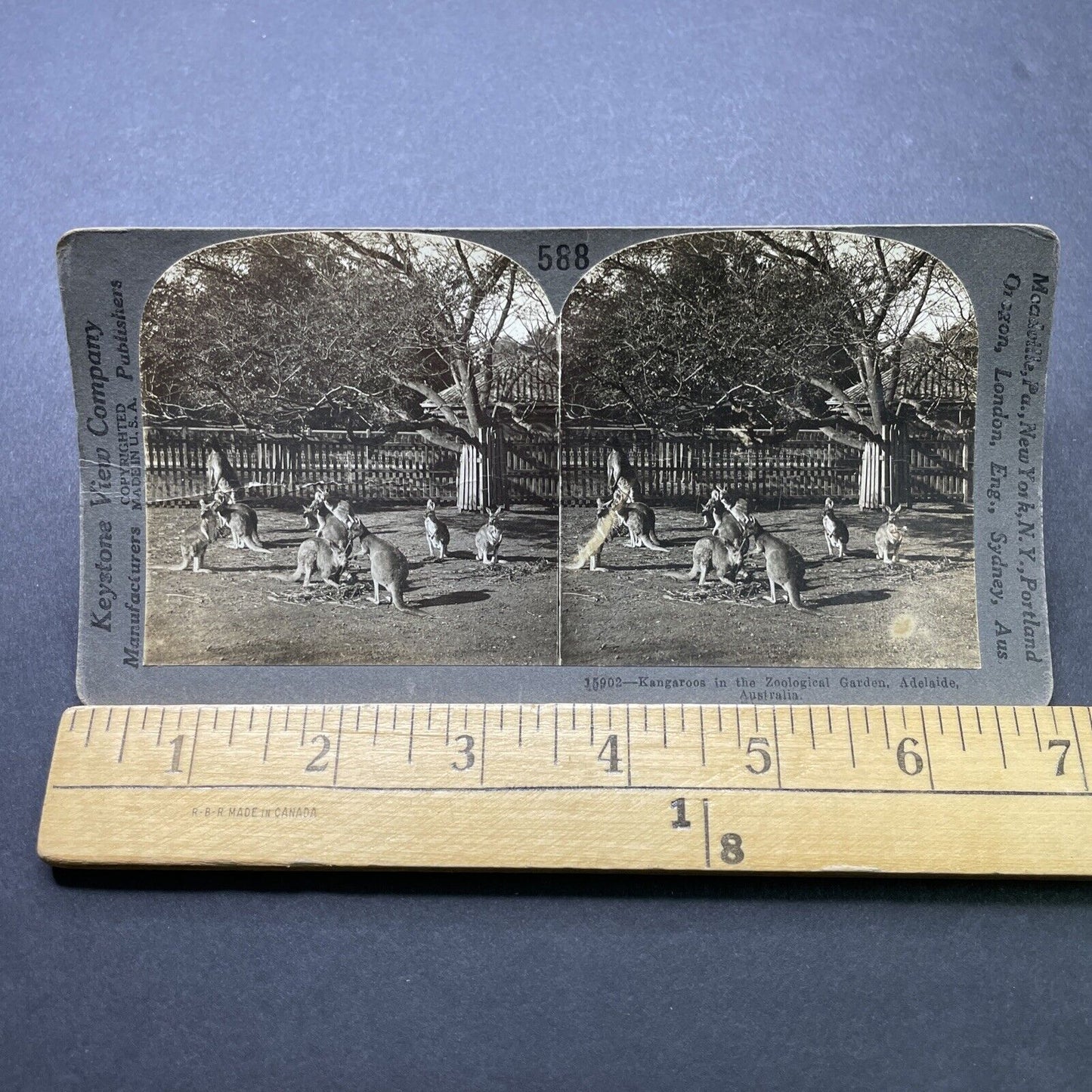 Antique 1920s Kangaroos In Adelaide Australia Stereoview Photo Card P2499