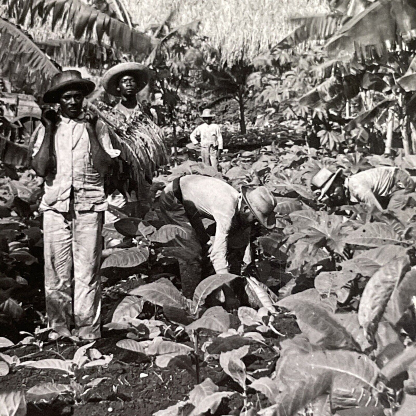 Antique 1918 Tobacco Farming In Havana Cuba Stereoview Photo Card P1625