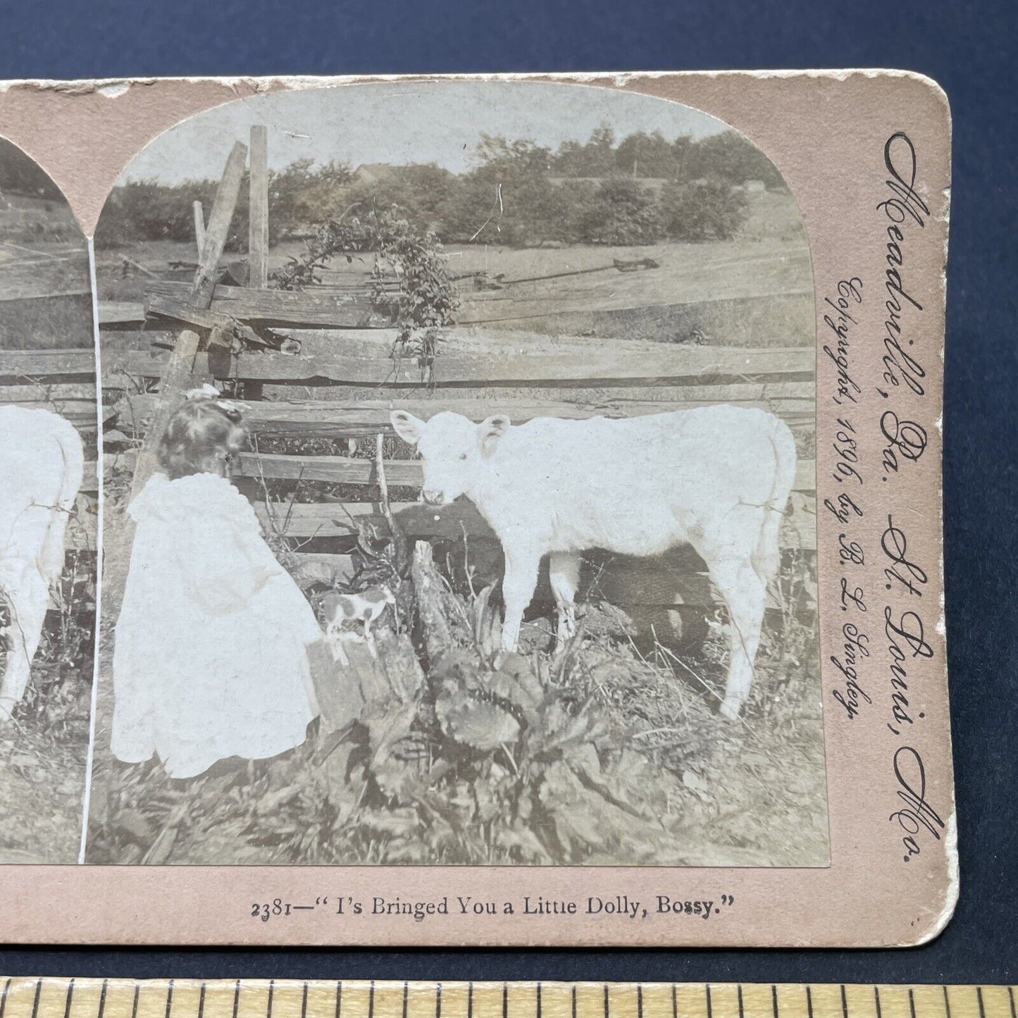 Antique 1896 A Child Plays With Her Calf Stereoview Photo Card P2562