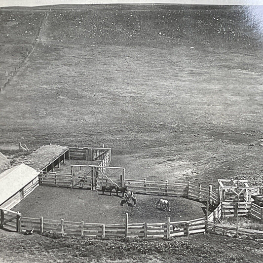 Antique 1903 Cattle Ranch Drumheller Alberta Stereoview Photo Card PC860