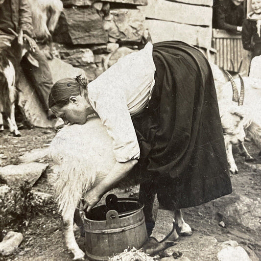 Antique 1910s Norwegian Woman Milking A Goat Stereoview Photo Card P5153