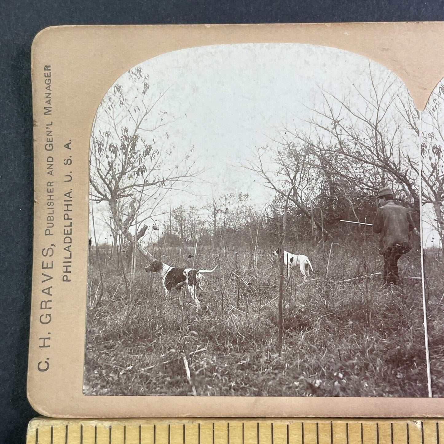 Pointer Hunter Dogs Hunt Quail Stereoview CH Graves Antique c1899 X2853