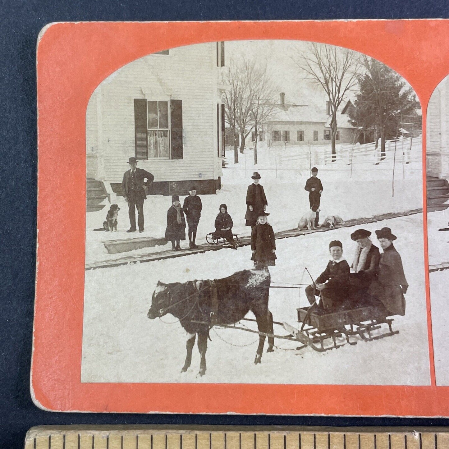 Cow Calf Pulling Winter Sleigh Stereoview BW Kilburn Antique c1886 X4115