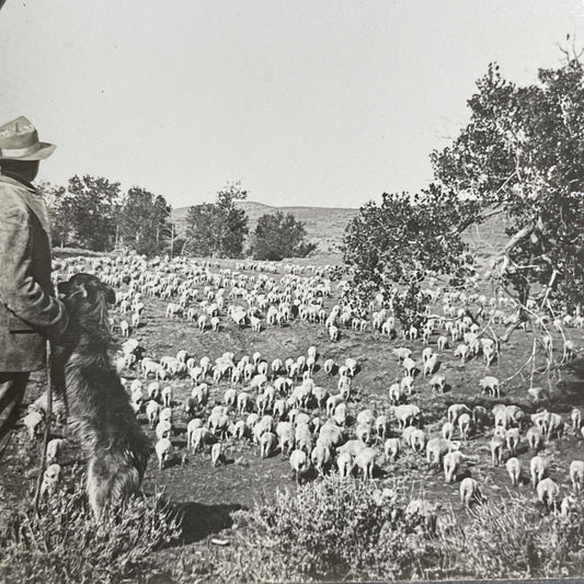 Antique 1908 Sheep Farm In Montana Farmer Farming Stereoview Photo Card PC802