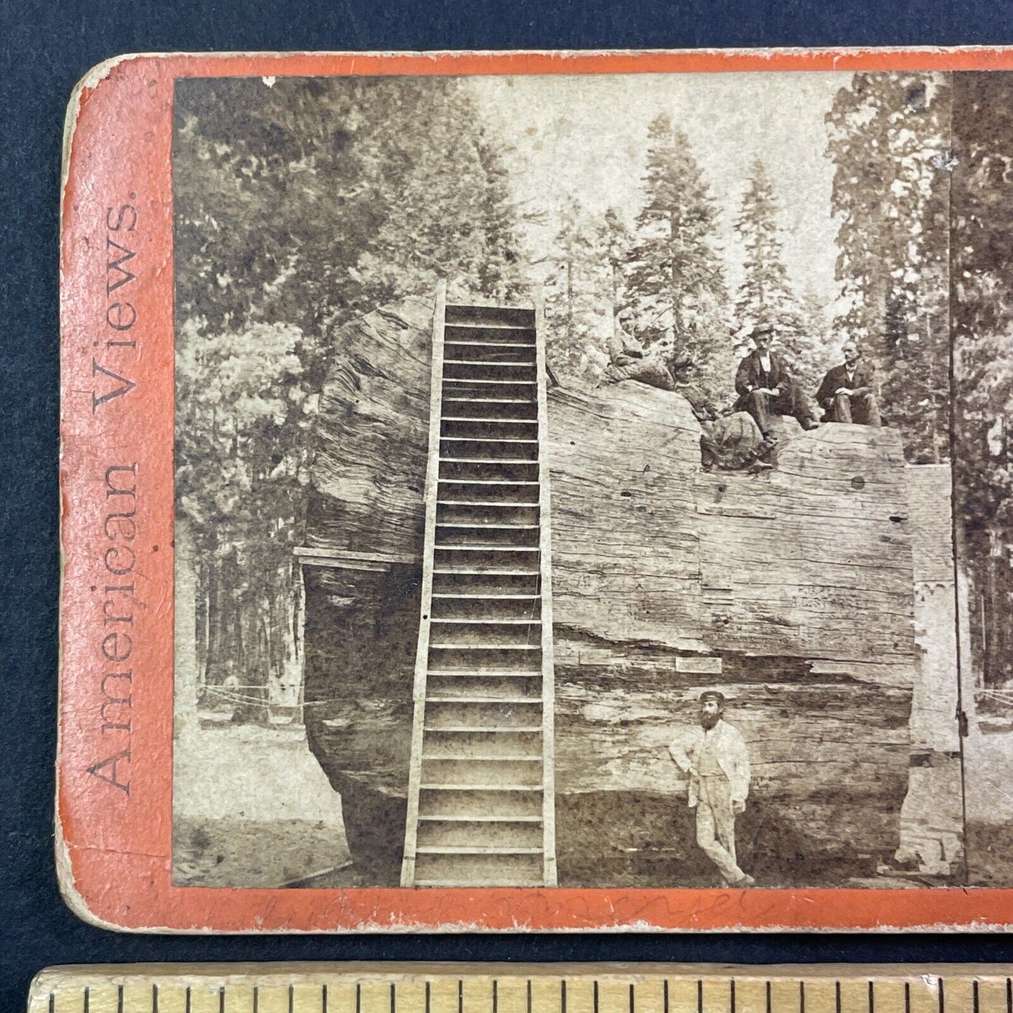 Edward Anthony Self-Portrait At Discovery Tree Arnold CA Stereoview c1870s Y034