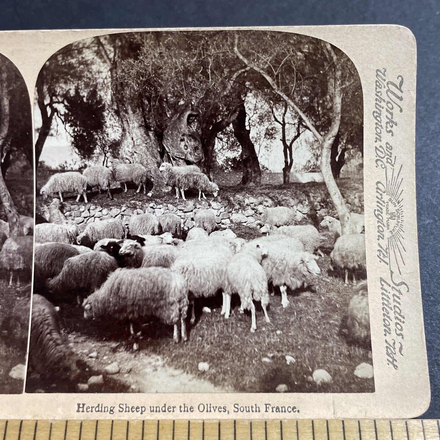 Antique 1890s Sheep Eating Olives Southern France Stereoview Photo Card P5520