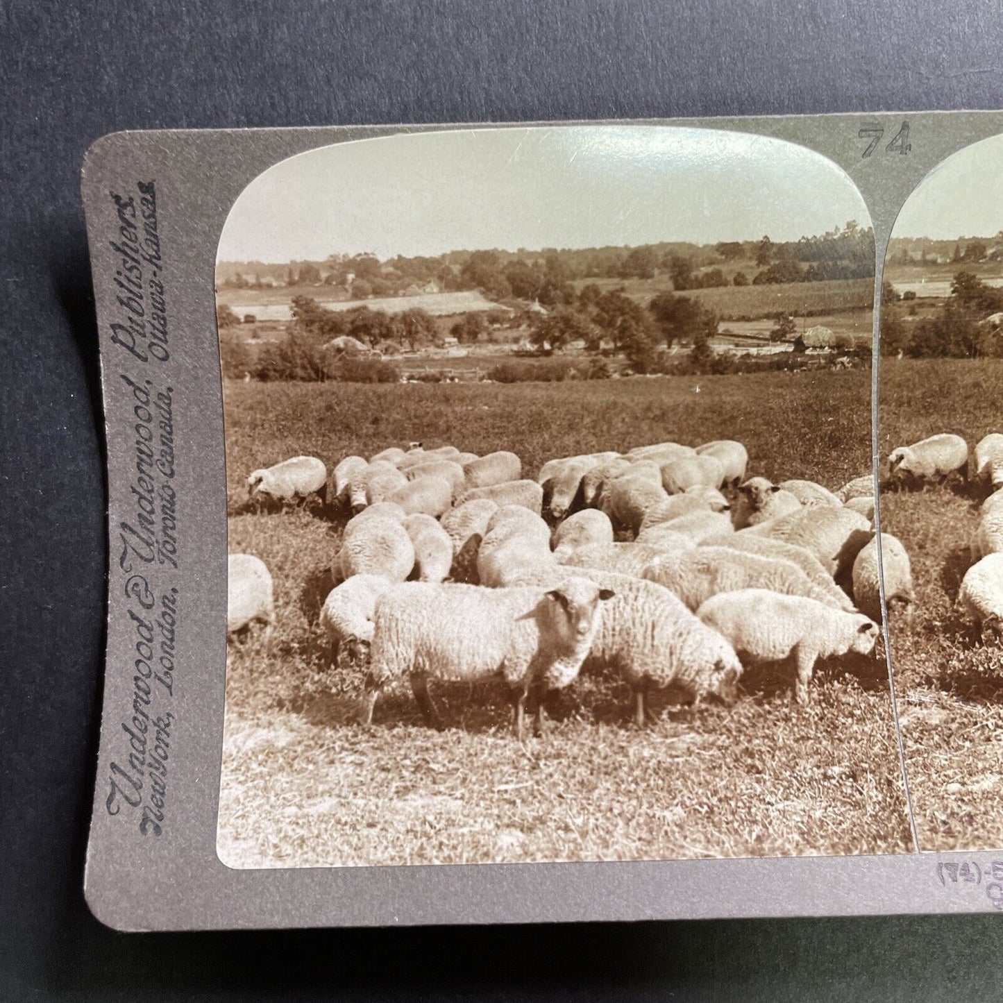 Antique 1905 Sheep Grazing In Concord Michigan Stereoview Photo Card P1752