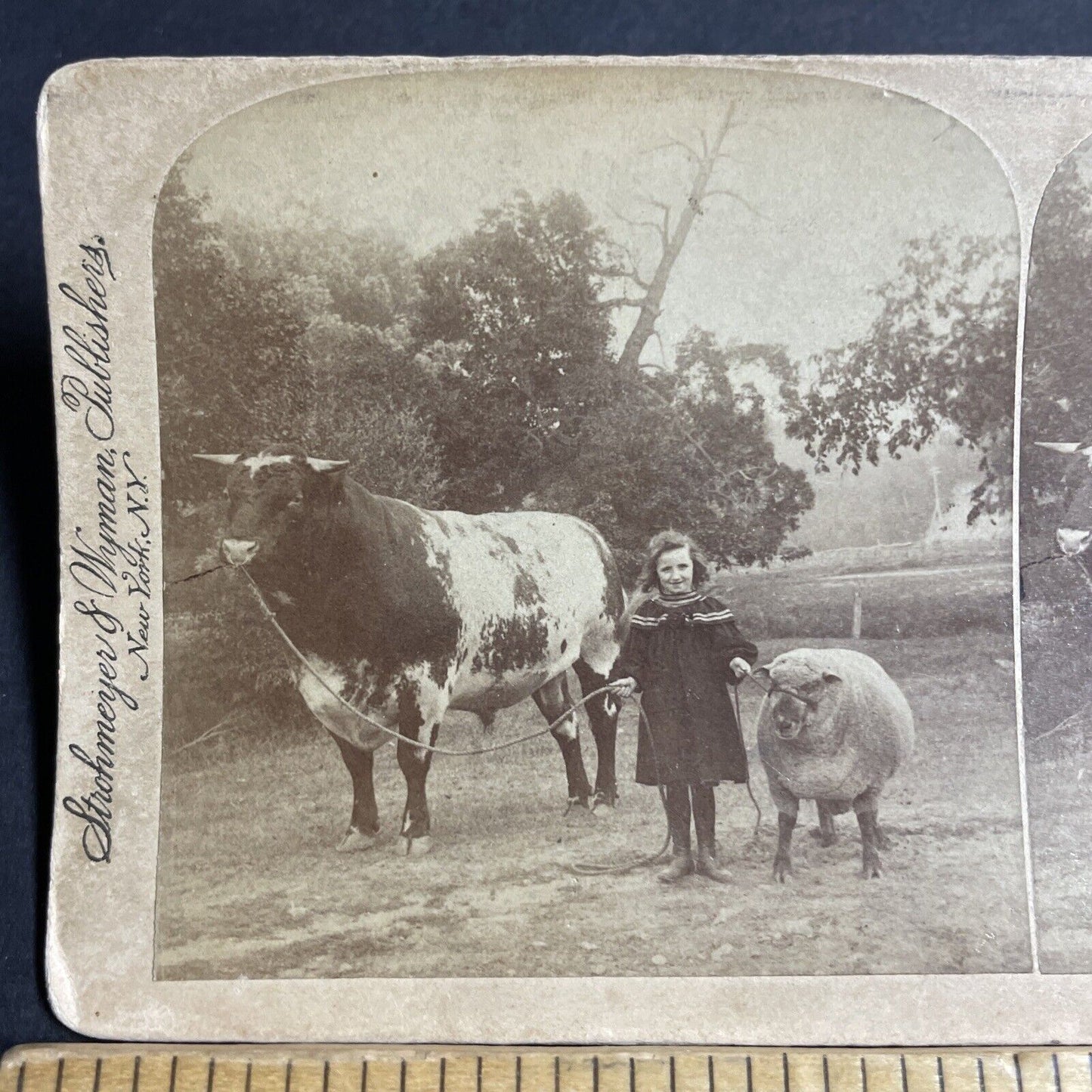 Antique 1894 A Massive Bull Led By A Child Girl Stereoview Photo Card P4331
