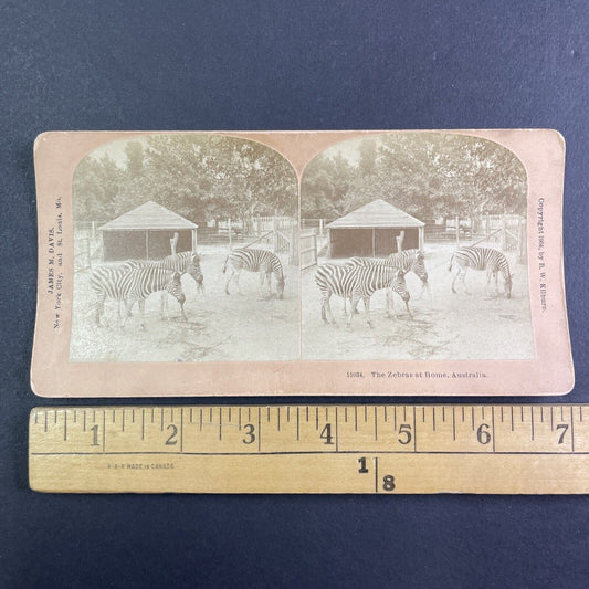 Zebra Zoo in Adelaide Australia Stereoview James M. Davis Antique c1904 Y1150