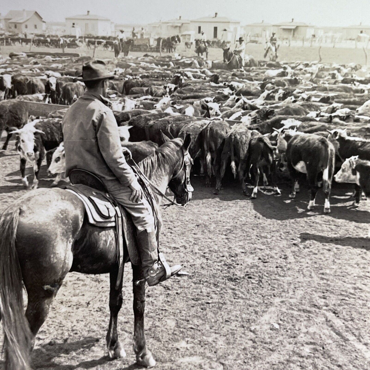 Antique 1918 Cowboys Herd Cattle In West Texas Stereoview Photo Card P1491