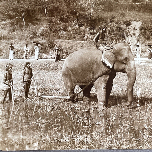 Antique 1905 Elephant Ploughing Rice Field Sri Lanka Stereoview Photo Card P1760