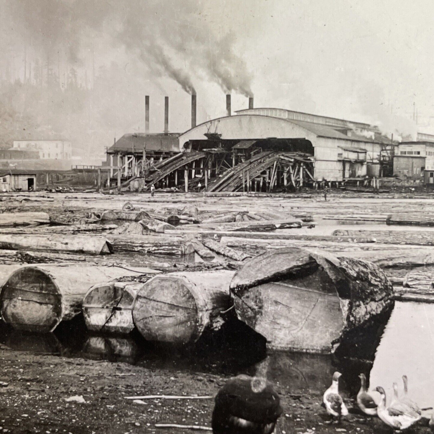 Antique 1914 Huge Lumber Mill Puget Sound Washington Stereoview Photo Card P1427