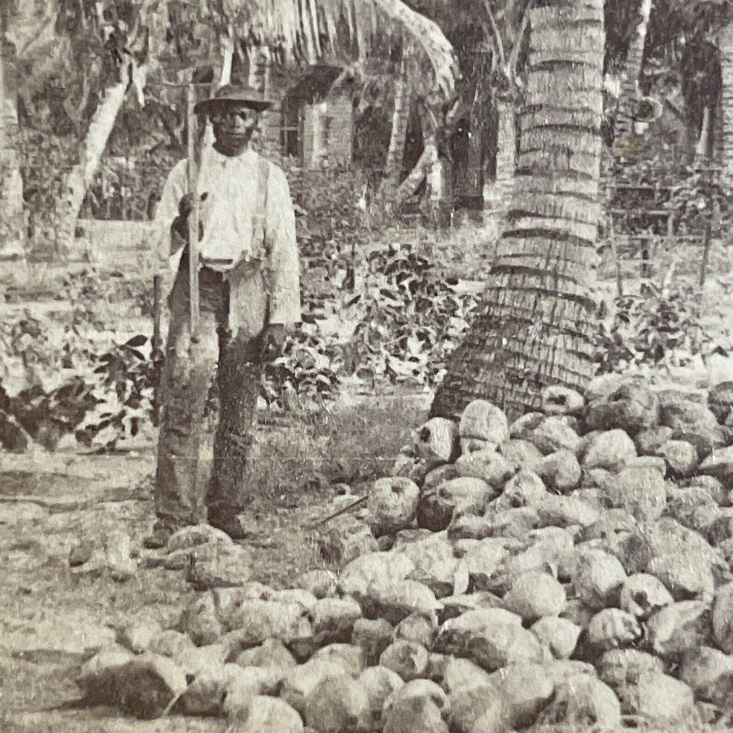 Antique 1891 African American Man Harvests Coconuts Stereoview Photo Card P4318