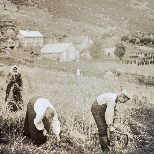 Antique 1910s Barley Farm In Northern Sweden Stereoview Photo Card P3749