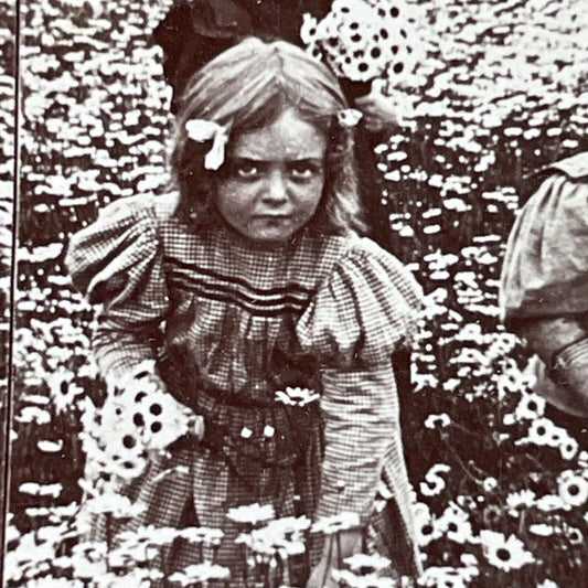 Antique 1899 Children In A Daisy Field Daisies Stereoview Photo Card P3987