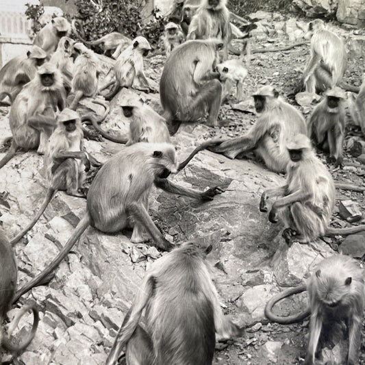 Antique 1918 Monkey Colony In Jaipur India Stereoview Photo Card P1356