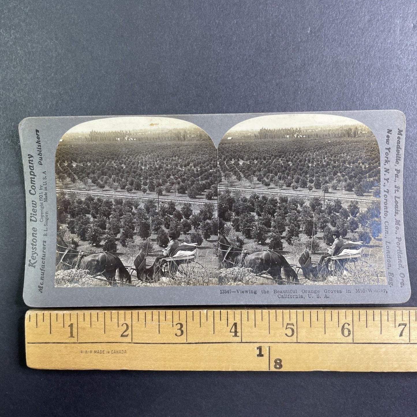 An Orange Tree Grove Pasedena California Stereoview Antique c1903 Y1193