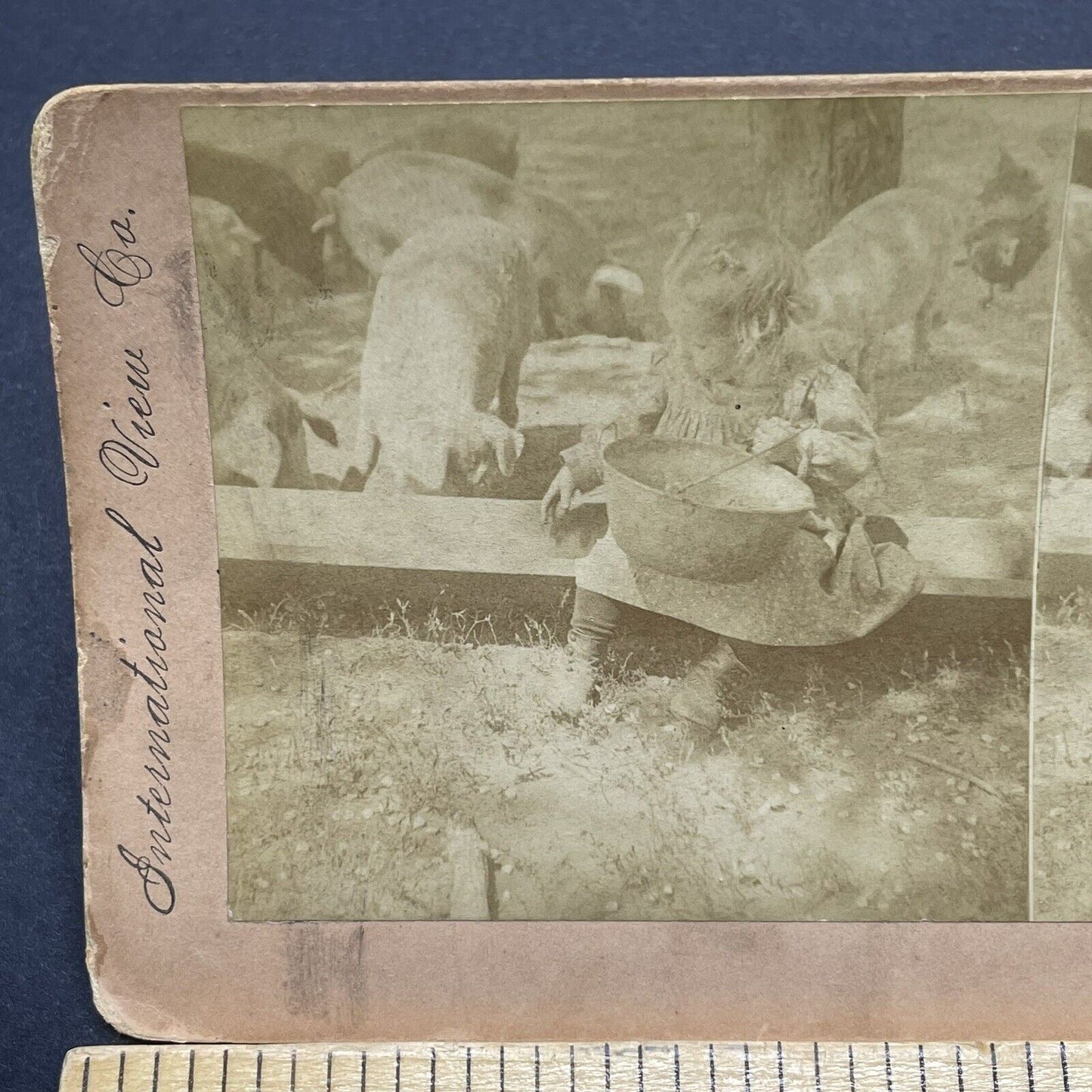 Antique 1901 Little Girl Feeding Pigs On A Farm Stereoview Photo Card P1858