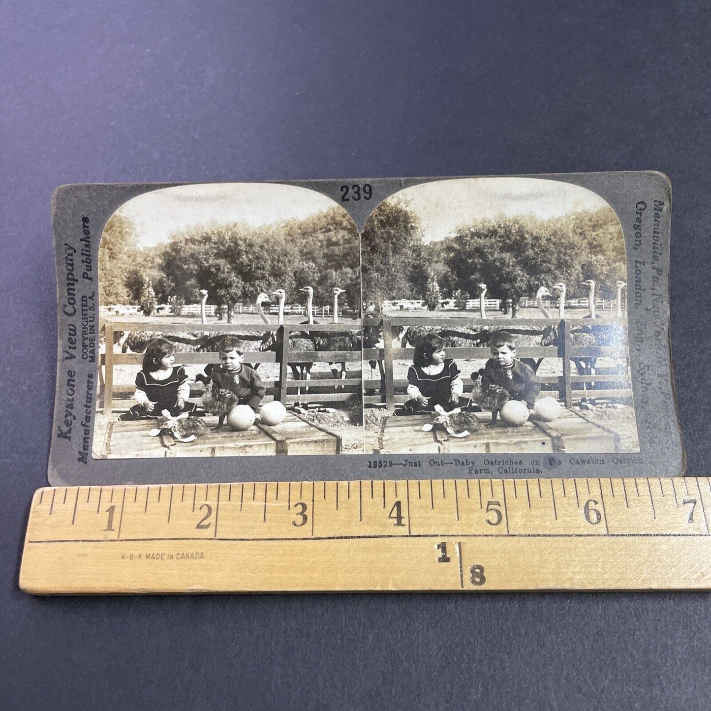 Antique 1910s Cawston Ostrich Farm Pasadena CA Stereoview Photo Card P3594