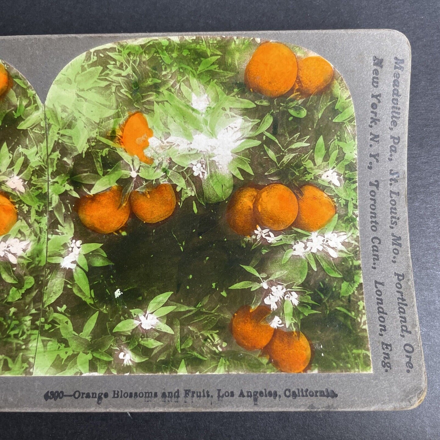 Antique 1905 Fresh Los Angeles Oranges On Tree Stereoview Photo Card P1023