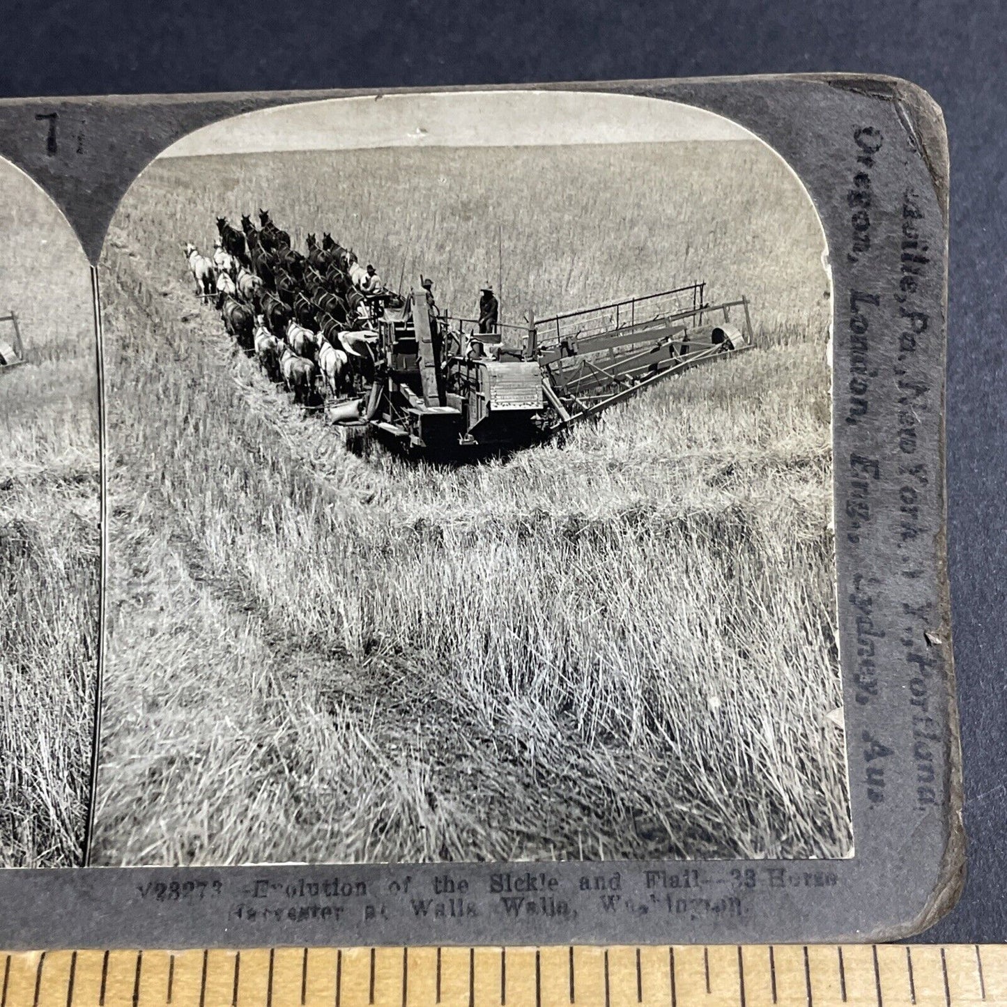 Antique 1909 Horse Drawn Combine Farm Harvest Stereoview Photo Card P4343