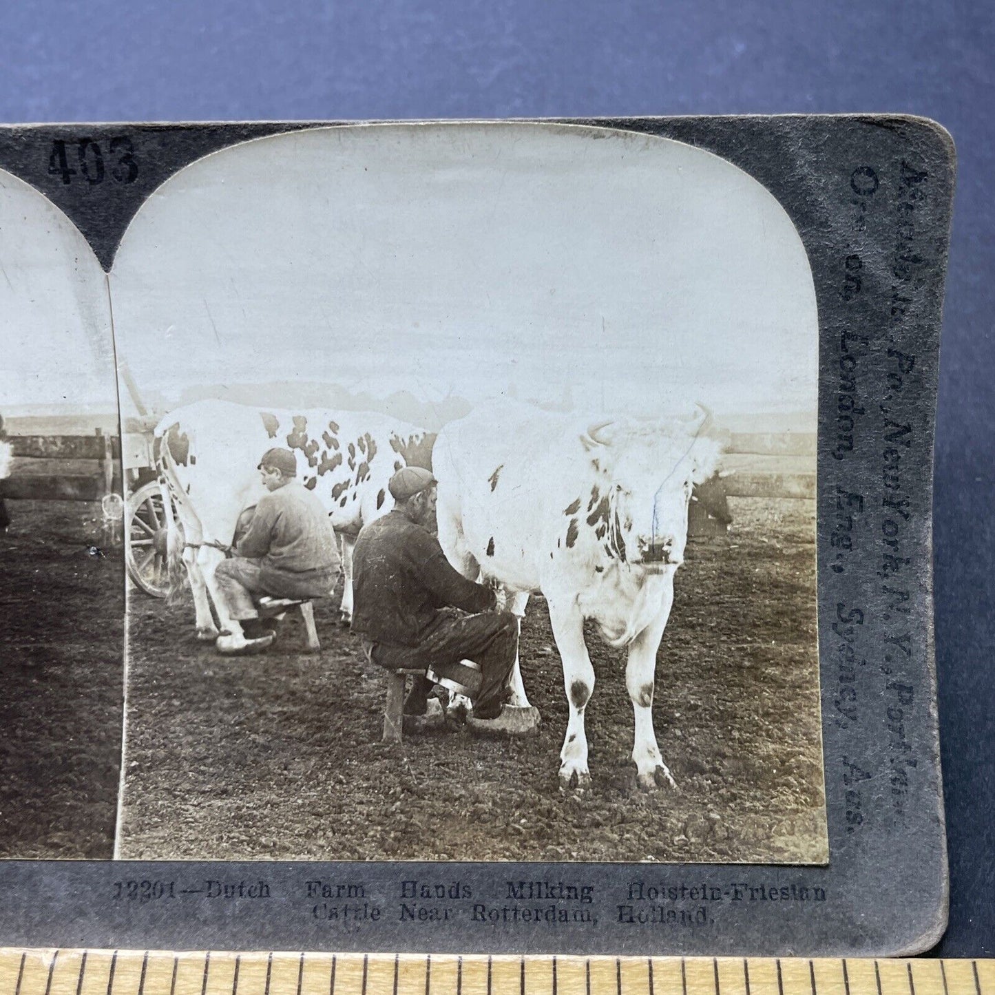 Antique 1906 Dutch Farmers Milking Cows Rotterdam Stereoview Photo Card P2500