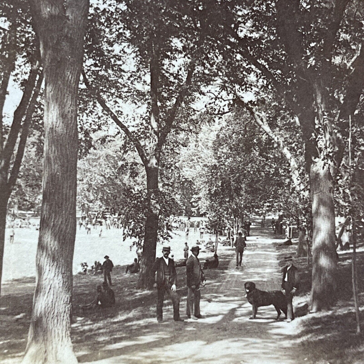 Antique 1889 Elm Trees In Boston Common Stereoview Photo Card V1874