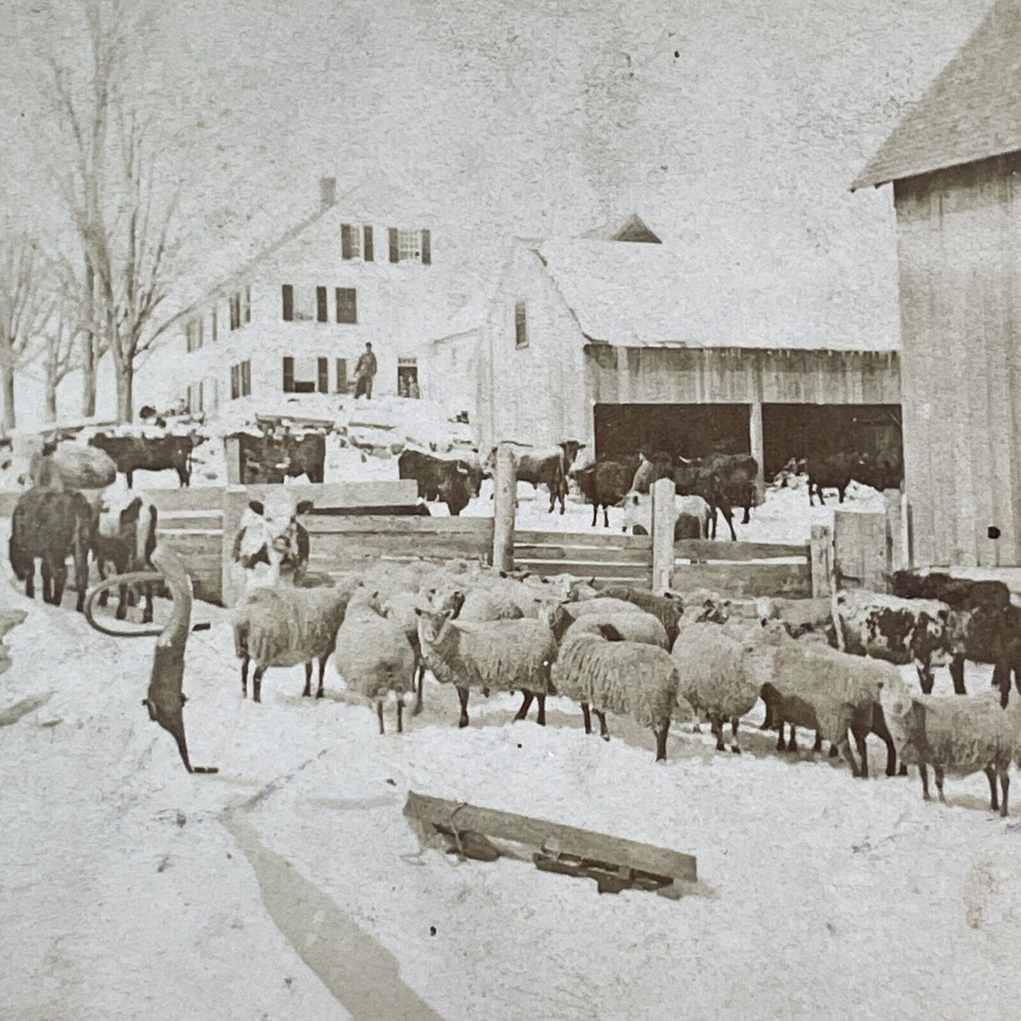 Sheep Farm Near Littleton New Hampshire Stereoview B Kilburn Antique c1869 X1843