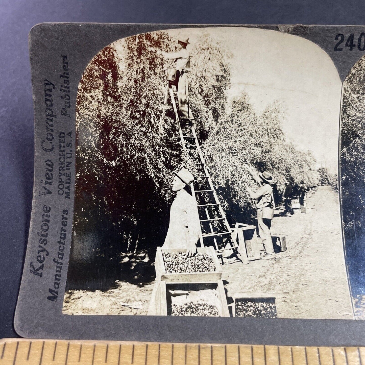 Antique 1910s Olive Farm Tulare California Stereoview Photo Card P3607