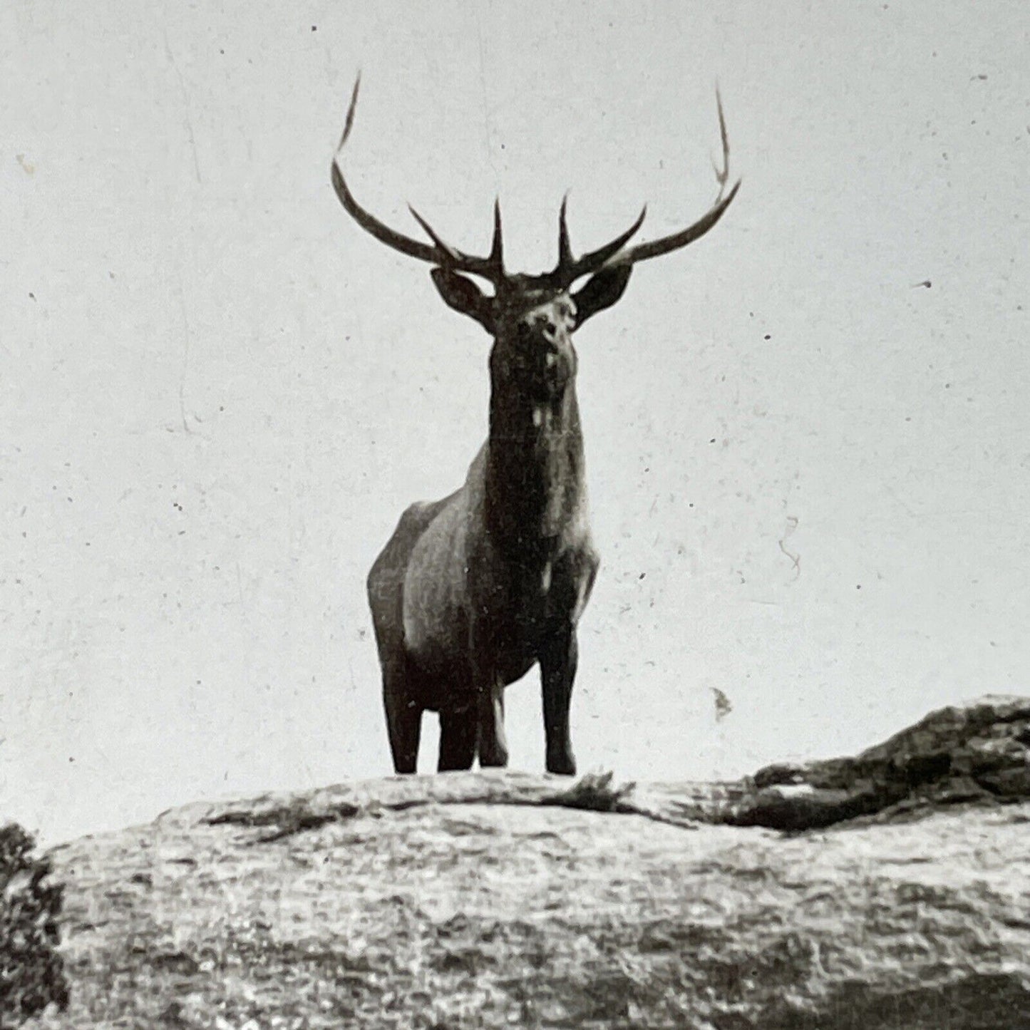 Antique 1910s Bull Elk Taunts Hunters In Montana Stereoview Photo Card P3186